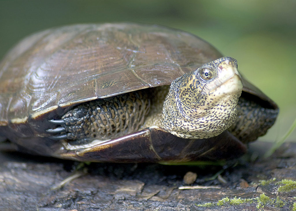 mud turtles